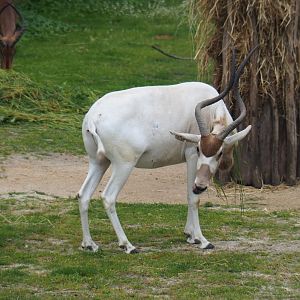 Addax (Addax nasomaculatus), 2019-06-26