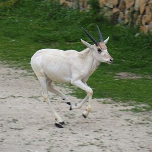 Addax (Addax nasomaculatus) calf running around, 2019-06-26