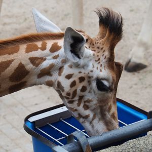 Kordofan giraffe (Giraffa camelopardalis antiquorum), 2019-06-26