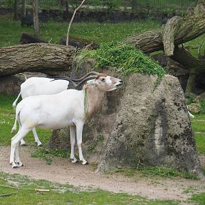 Addax (Addax nasomaculatus) feeding, 2019-06-26