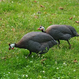 Helmeted guineafowl (Numida meleagris), 2019-06-26