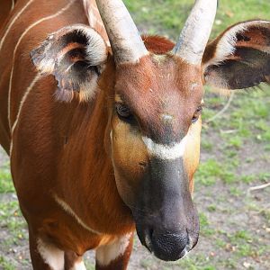 Mountain bongo (Tragelaphus euryceros isaaci), 2019-06-26