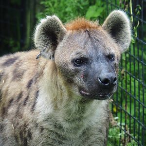 Spotted hyena (Crocuta crocuta), 2019-06-26