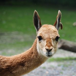 Vicuña (Vicugna pacos), 2019-06-26