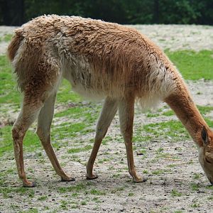 Vicuña (Vicugna pacos), 2019-06-26