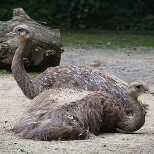Darwin's rheas (Rhea pennata), 2019-06-26