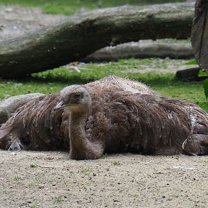 Darwin's rhea (Rhea pennata), 2019-06-26