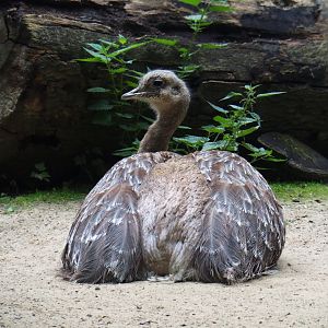 Darwin's rheas (Rhea pennata), 2019-06-26