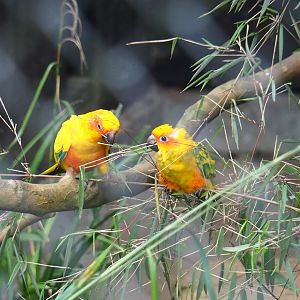 Sun conures (Aratinga solstitialis), 2019-06-26