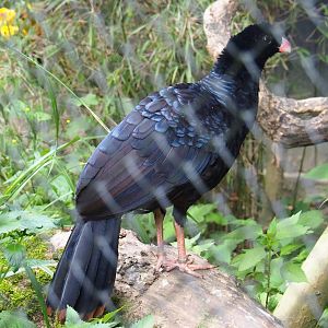 Crestless curassow (Mitu tomentosum), 2019-06-26