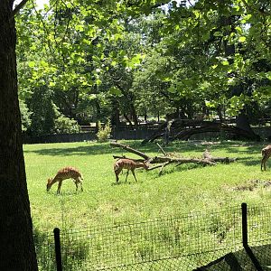 Nyala