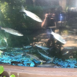 A view into the mullet tank