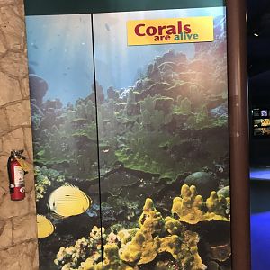 Entrance to Corals are Alive
