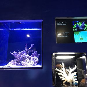 Staghorn coral exhibit