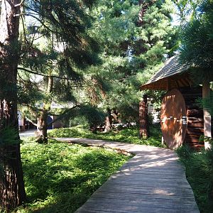 Giant sequoia cross-section in grove of small sequioas, 2019-06-22