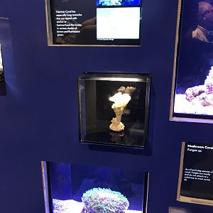 Hammer coral exhibit