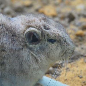 Common gundi (Ctenodactylus gundi), 2019-06-22