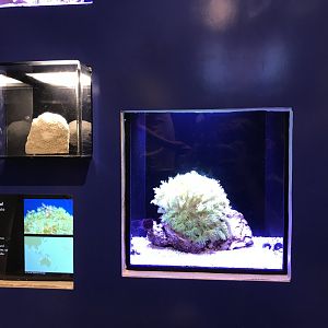 Flowerpot coral exhibit
