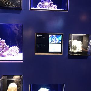 Blue coral exhibit