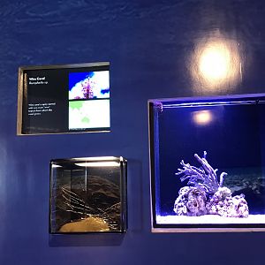Wire coral exhibit