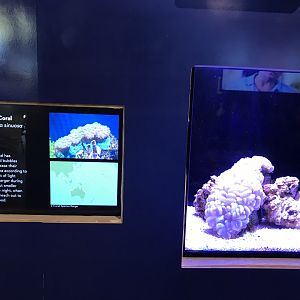 Bubble coral exhibit (w/out coral skeleton)