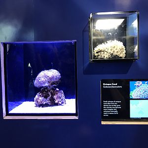 Octopus coral exhibit