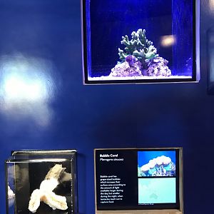 Bubble coral exhibit