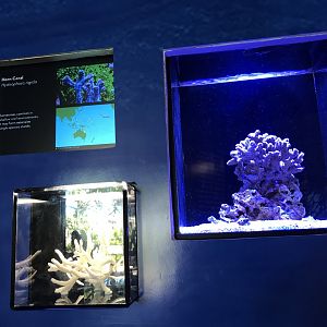 Horn coral exhibit