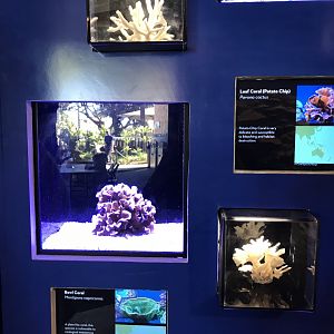 Leaf coral exhibit