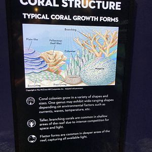 Coral structure chart