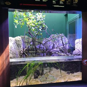 Mangrove tank