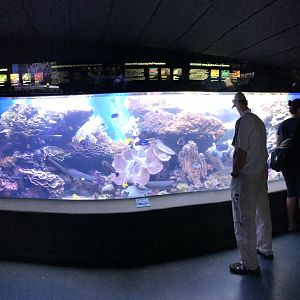 Barrier reef tank