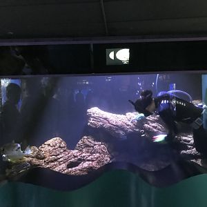 Deep reef exhibit