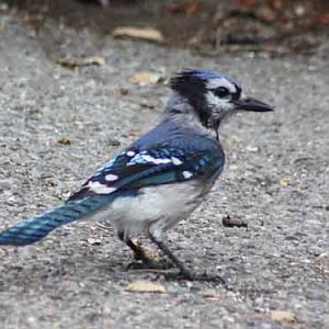 Blue Jay