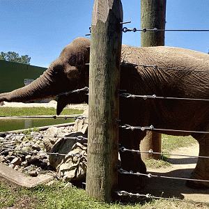 Emily resting her trunk - Gif