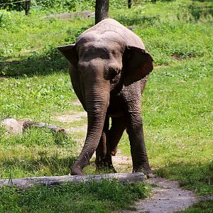 Patty the Asian elephant