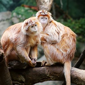 Javan lutung