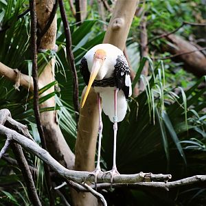 Painted stork (Mycteria leucocephala)