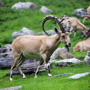 Nubian ibex