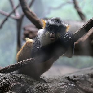 Wolf's guenon (Cercopithecus wolfi)