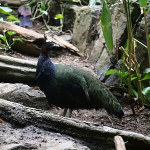 Congo peafowl