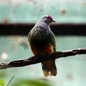 Mariana fruit dove (Ptilinopus roseicapilla)