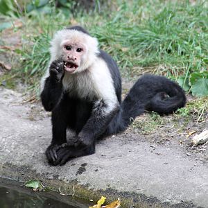 Capuchin monkey