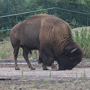 Bison | Safari