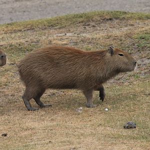 Capybara | Safari