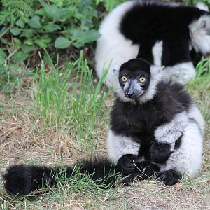 Black-and-white ruffed lemur