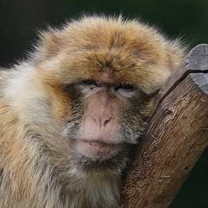 Barbary macaque