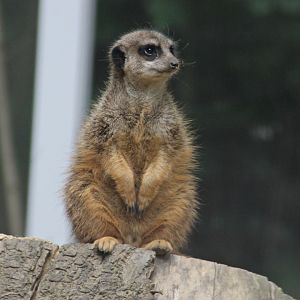 Meerkat | New for 2019