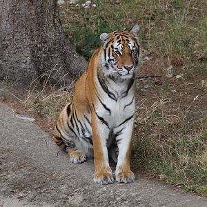 Bengal Tiger