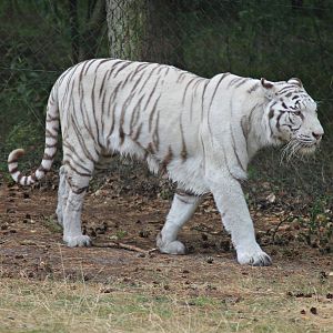White Tiger